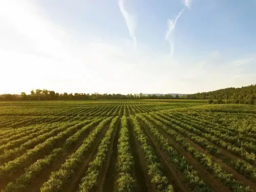 iot-in-agriculture